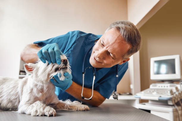 Best Emergency Treatment for Dental Infections or Abscesses in Csar Chvez, TX